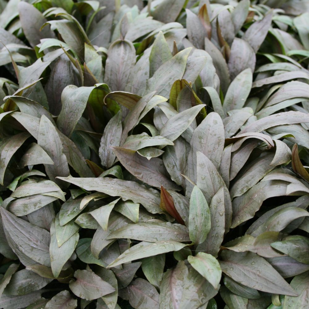 Cryptocoryne Undulata Aquarium Plant fish Live Plants PetSmart