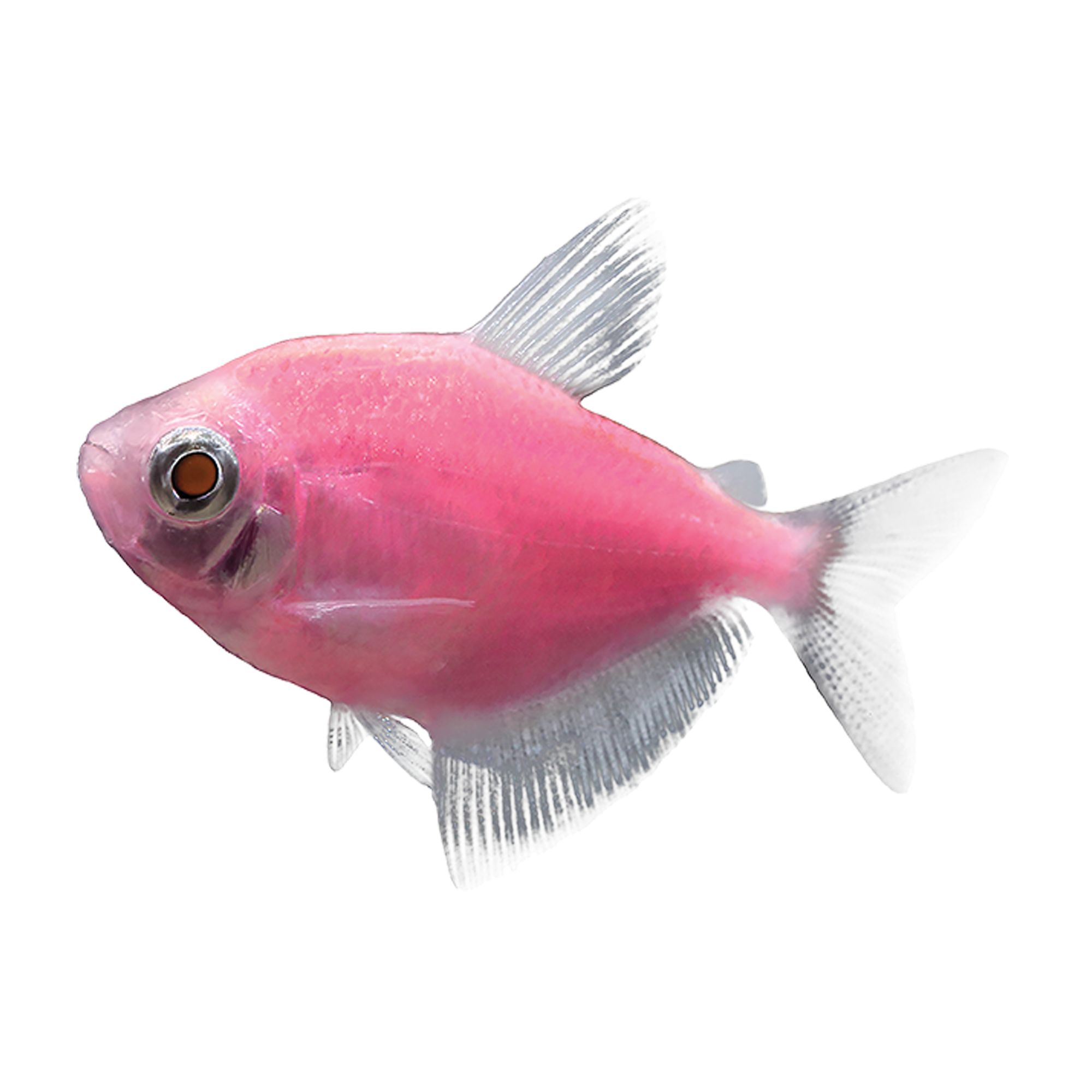 GloFish® Moonrise Tetra fish Goldfish, Betta & More PetSmart