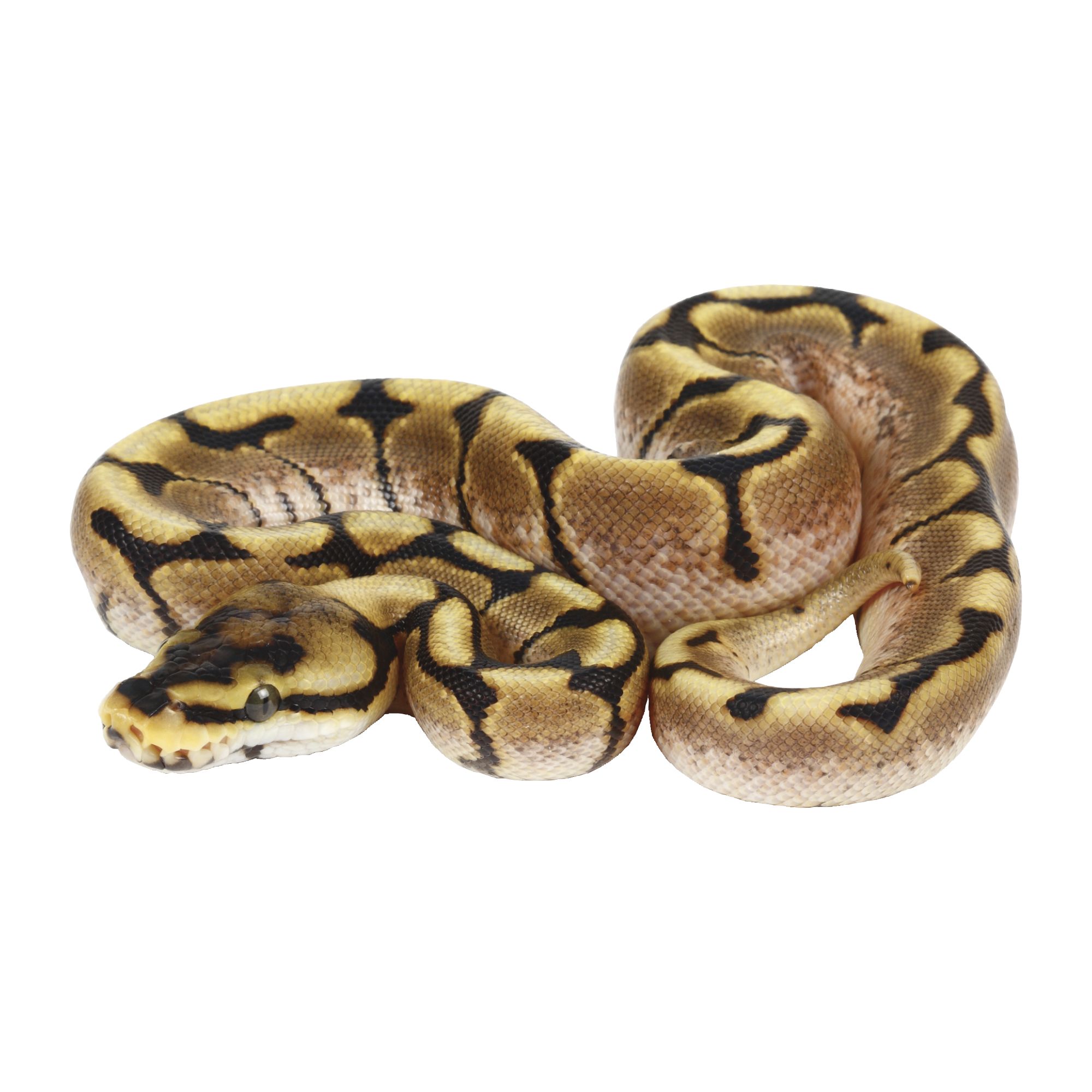Juvenile Fancy Ball Python reptile Snake PetSmart