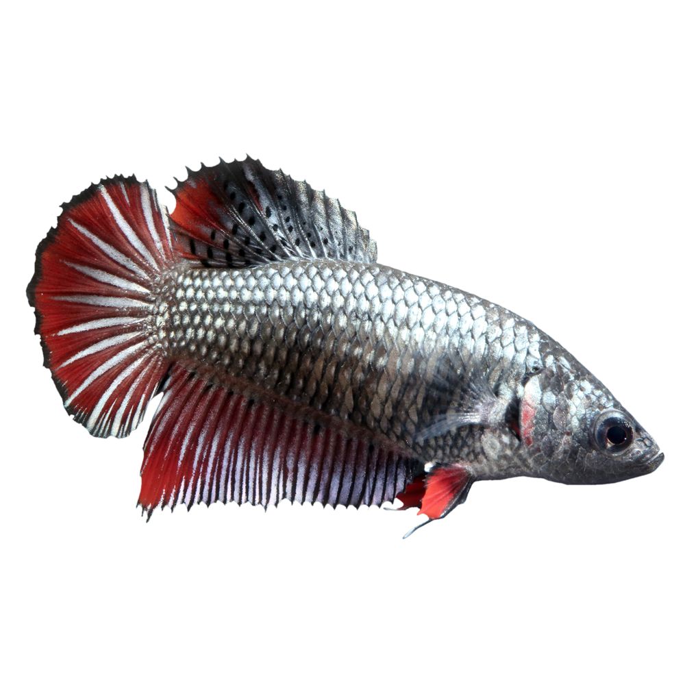 Female Halfmoon Betta