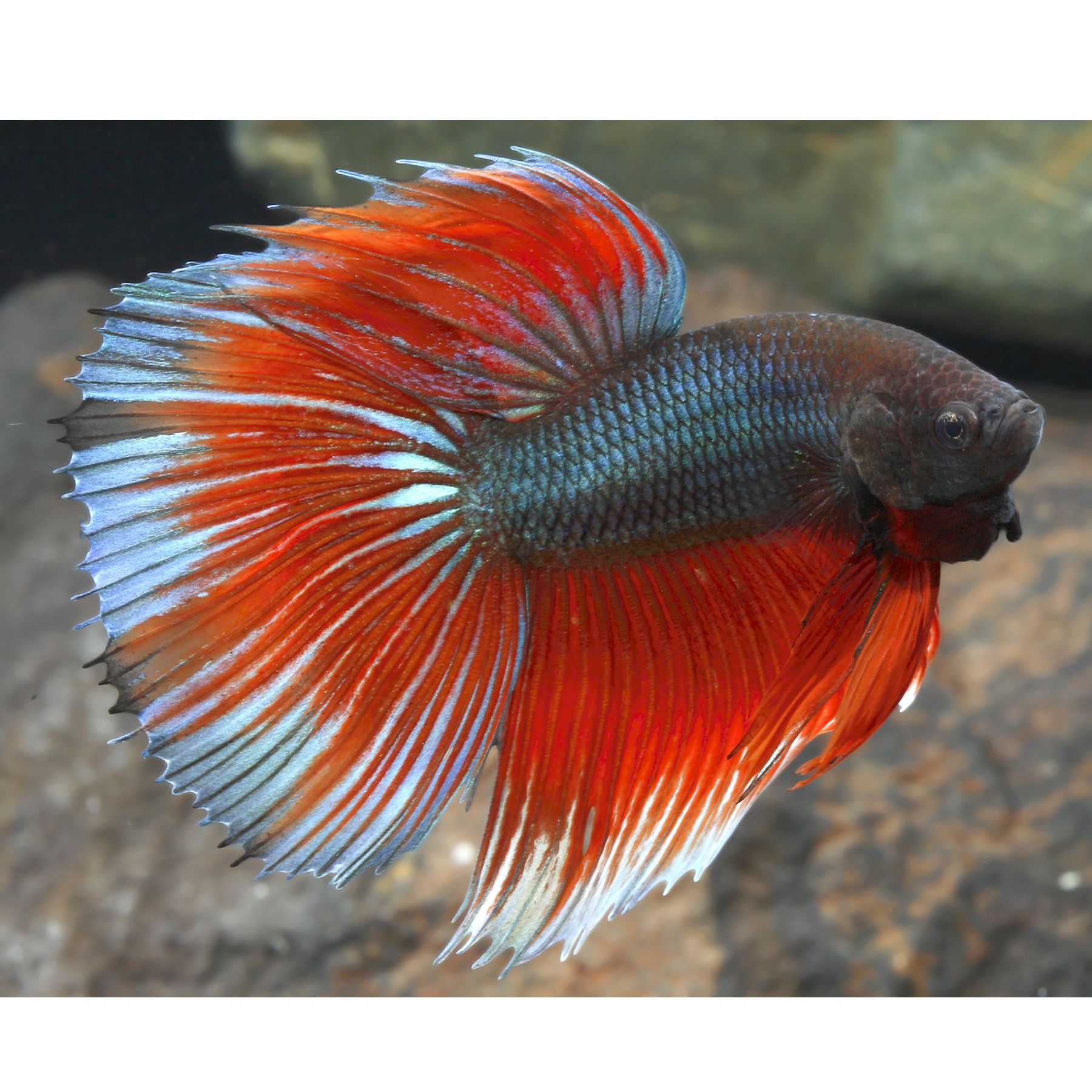 Half Moon Male Betta fish Goldfish, Betta & More PetSmart