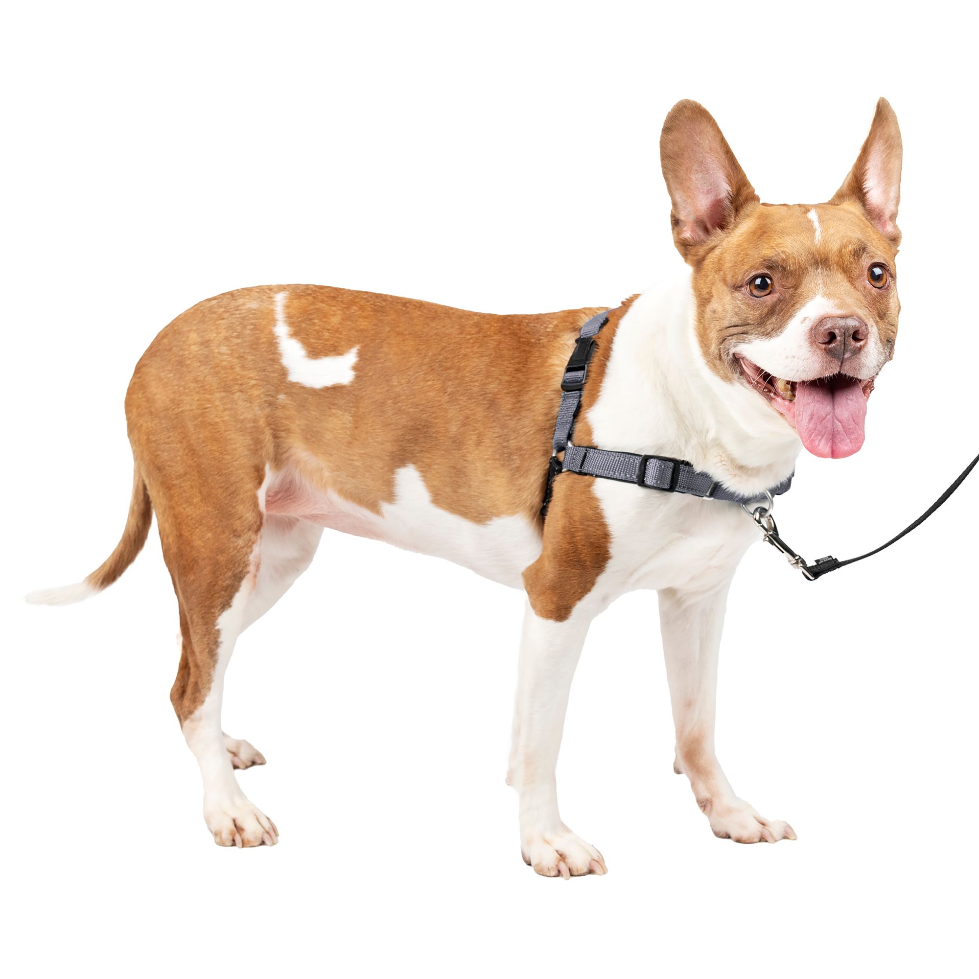 Petsmart Dog Car Harness at Harry Ahart blog