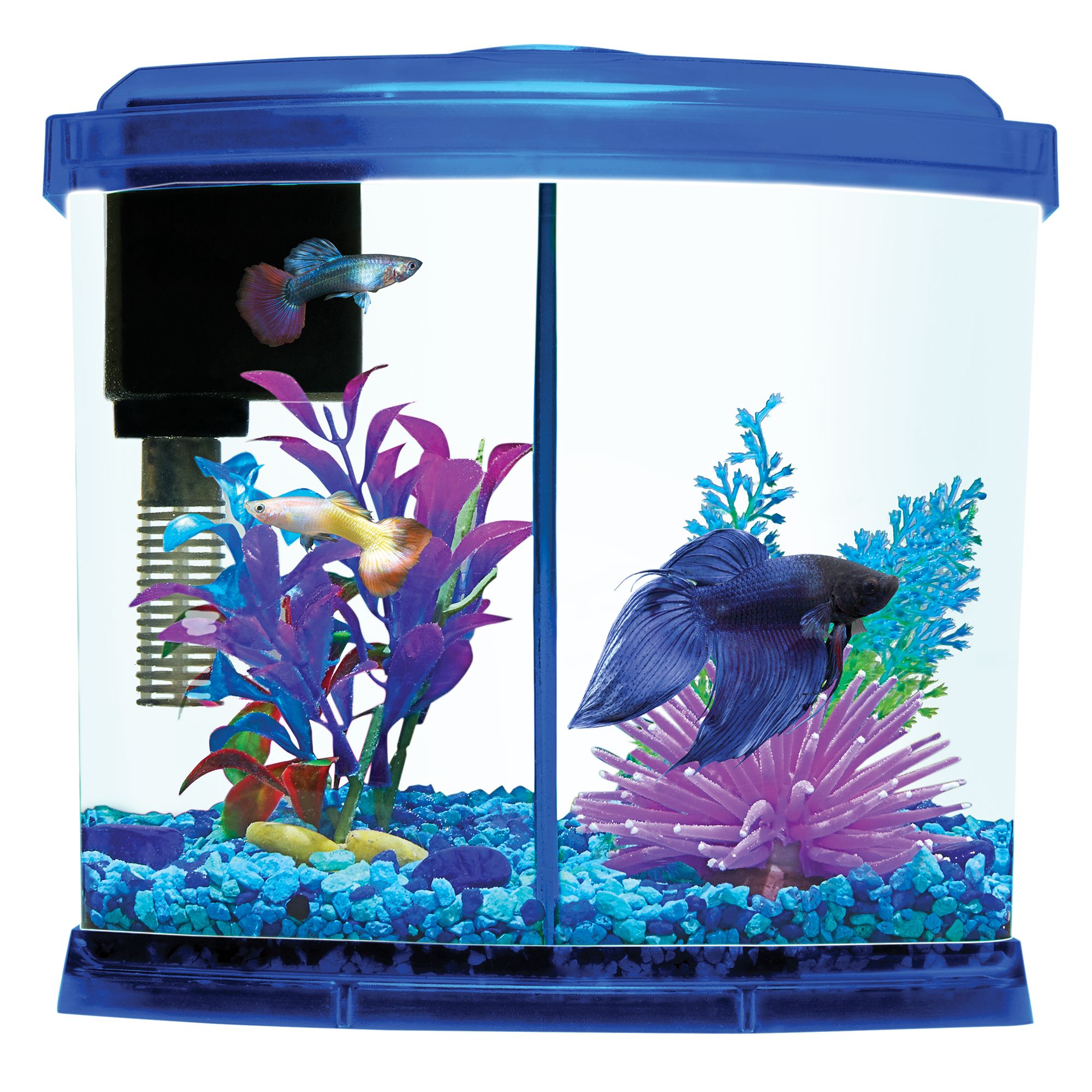 Petsmart Fish Sale