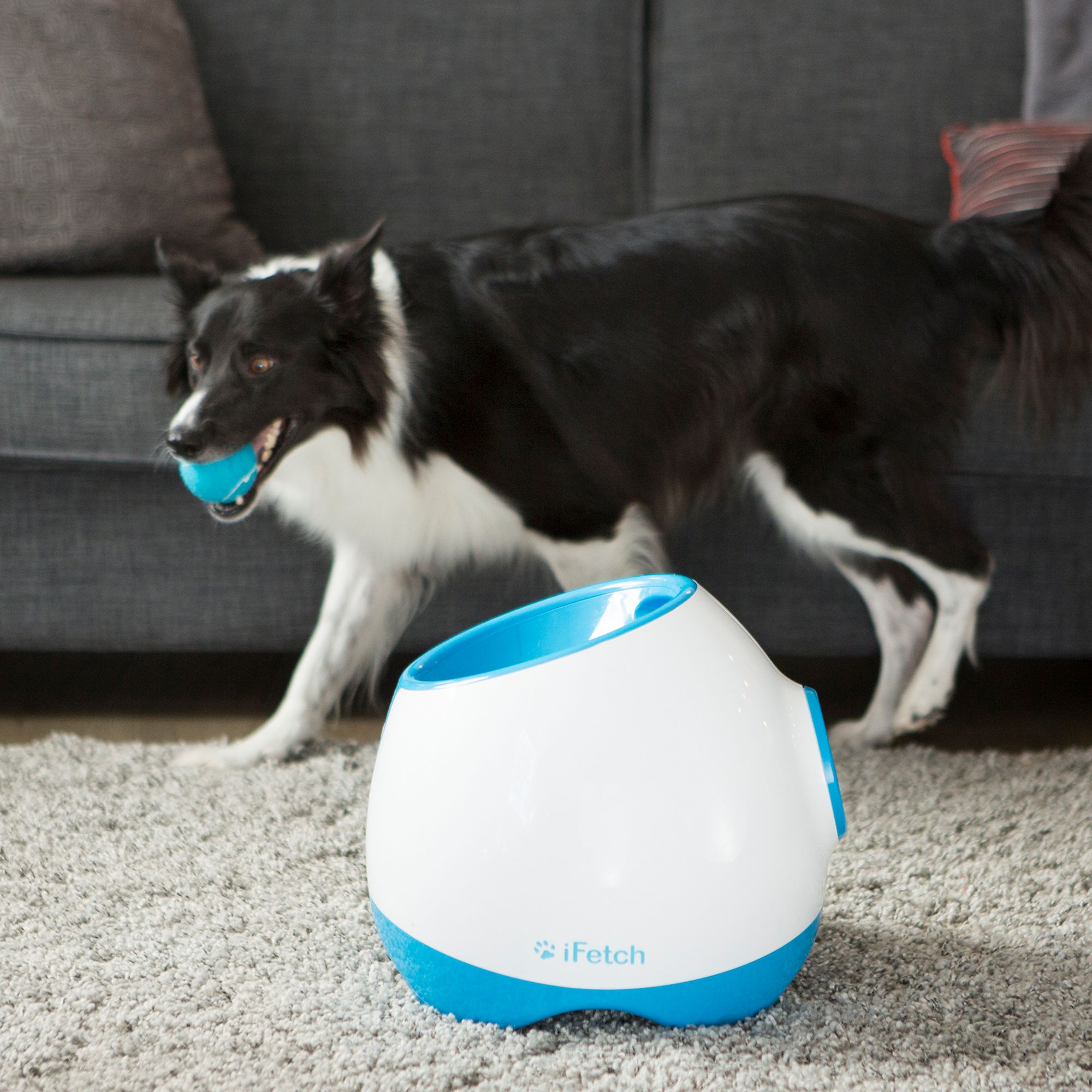 New Doggy Fun Interactive Dog Toy Ball Launcher Wow Blog