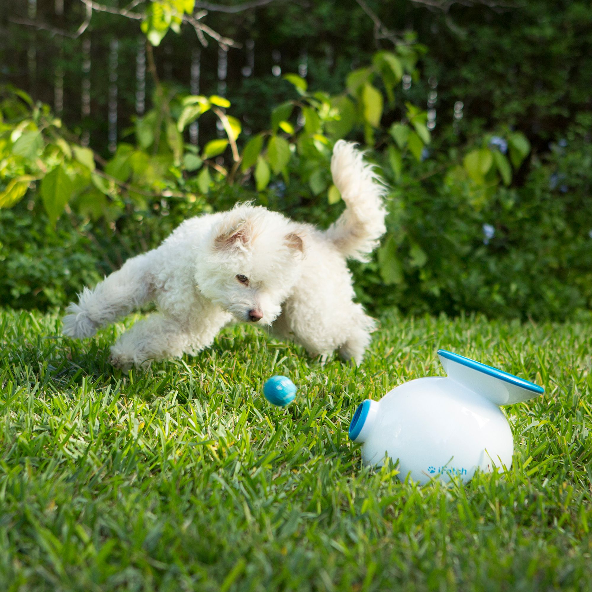 New Doggy Fun Interactive Dog Toy Ball Launcher Wow Blog