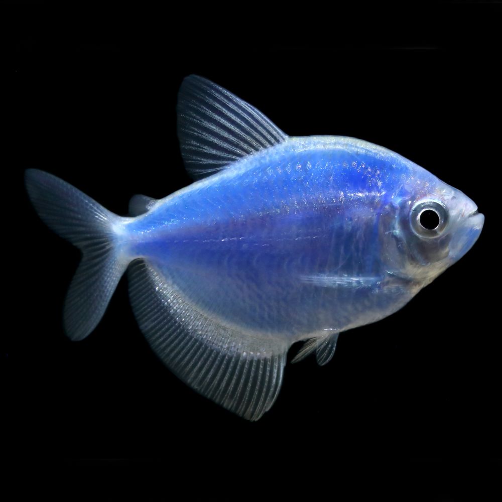 GloFish® Cosmic Blue Tetra Fish fish Goldfish, Betta & More PetSmart