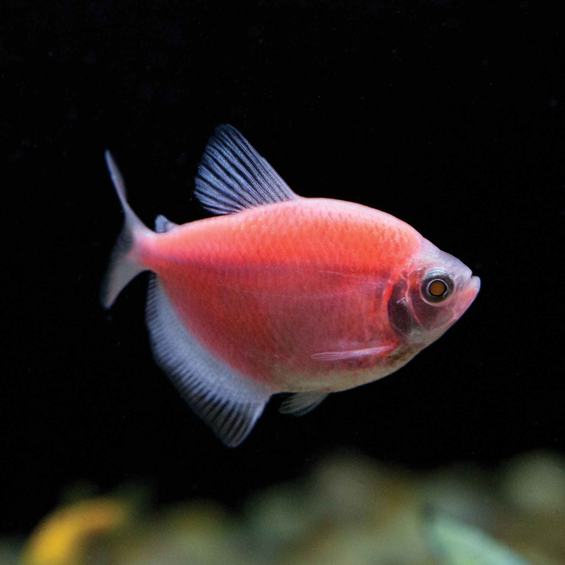 GloFish® Moonrise Pink Tetra Fish fish Goldfish, Betta & More PetSmart