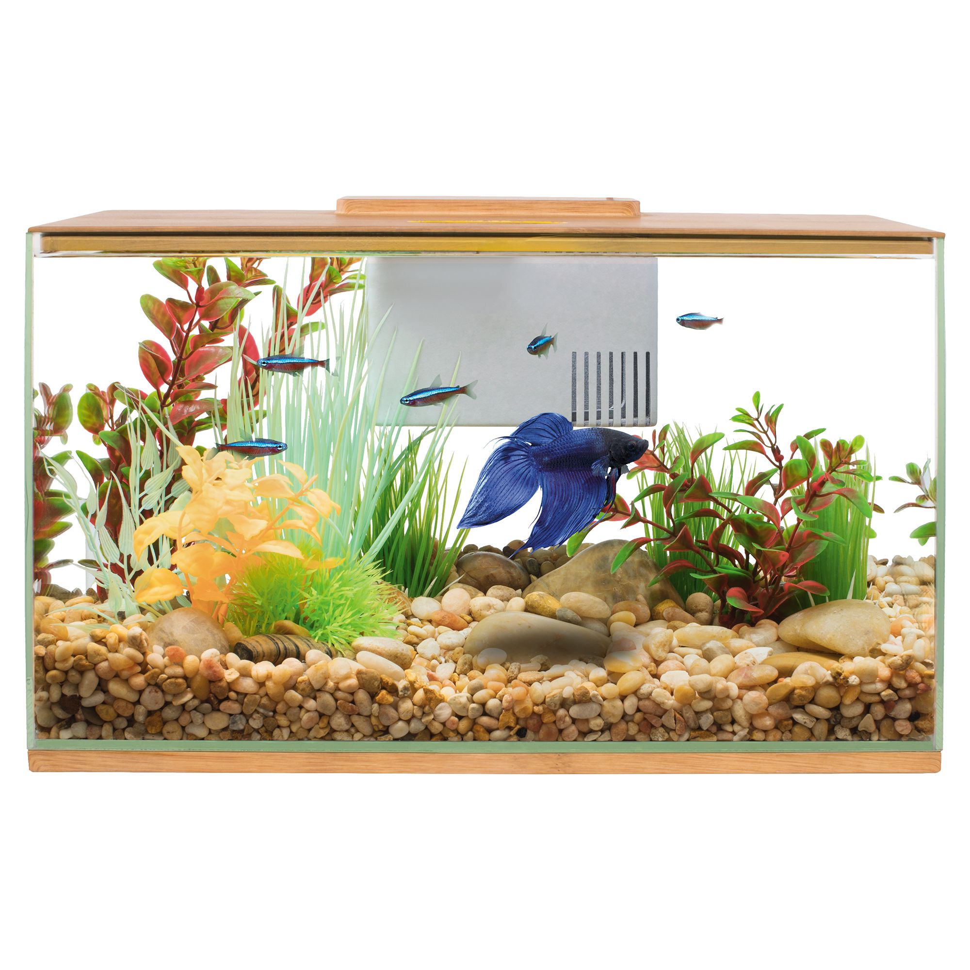 Petsmart Betta Fish Tank
