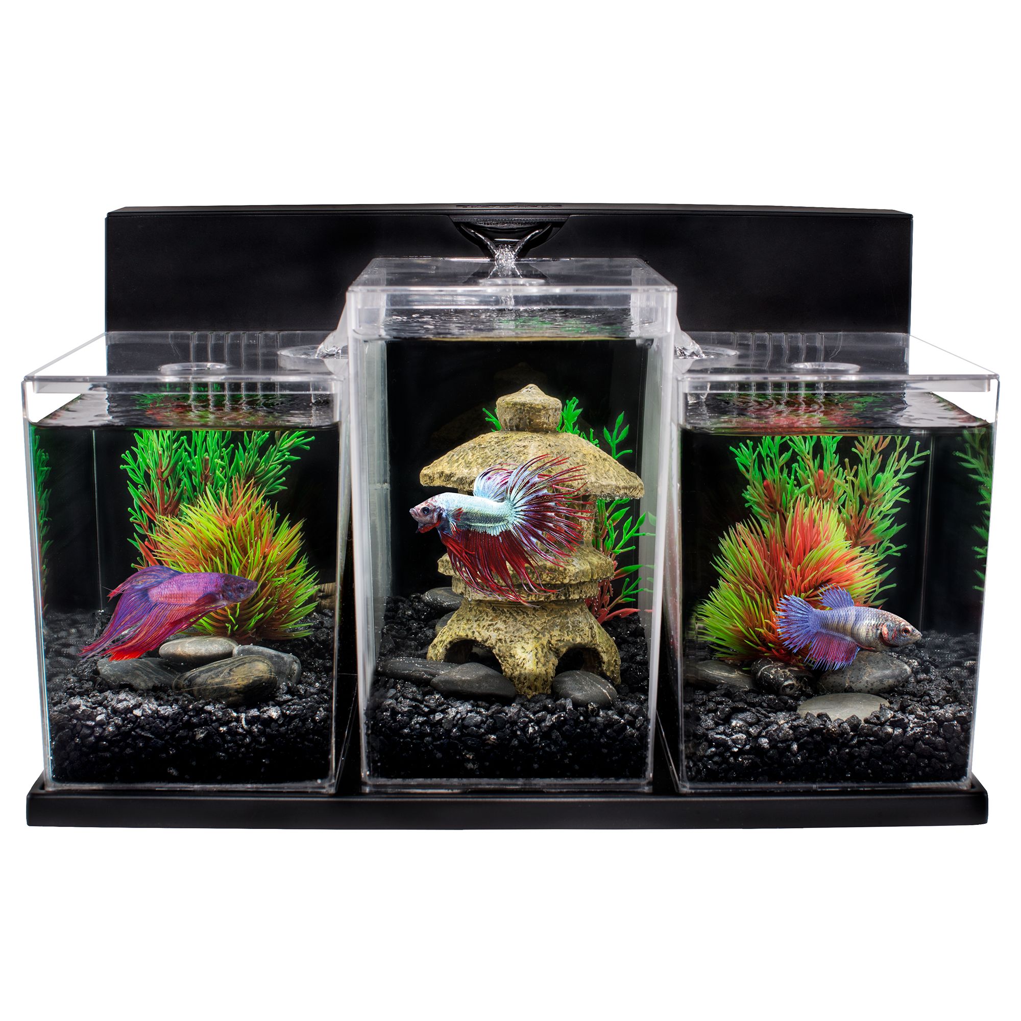 Betta Fish Aquarium / The 12 Best Betta Fish Tanks Reviews Betta Fish