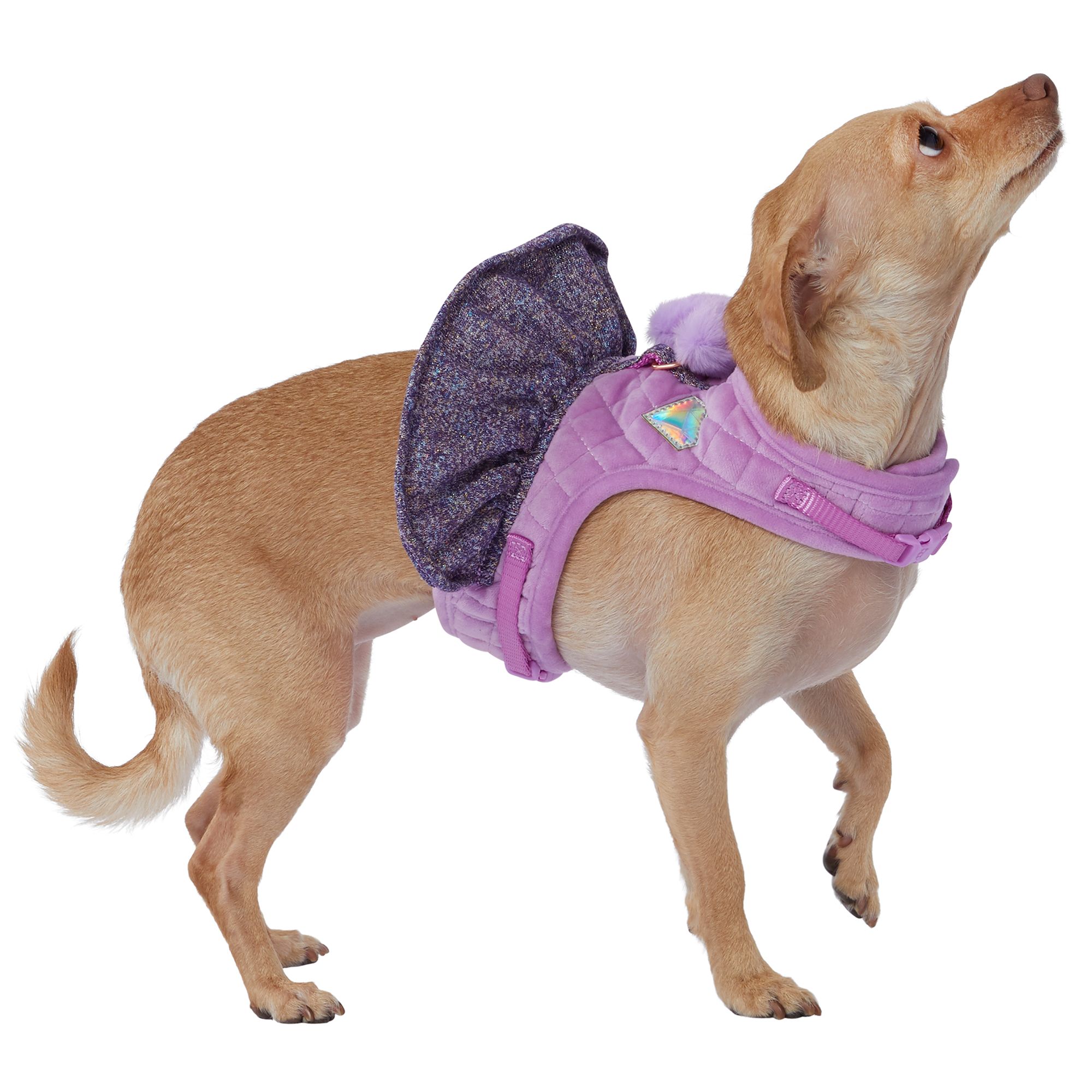 Pet Smart Dog Harness The O Guide