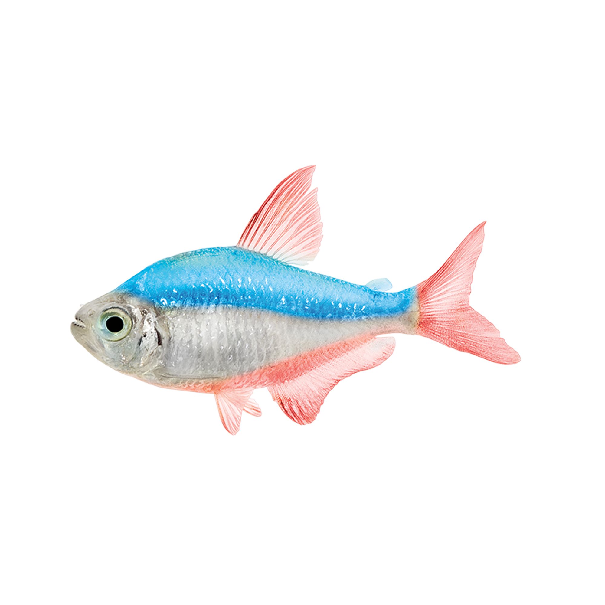 Red and Blue Columbian Tetra