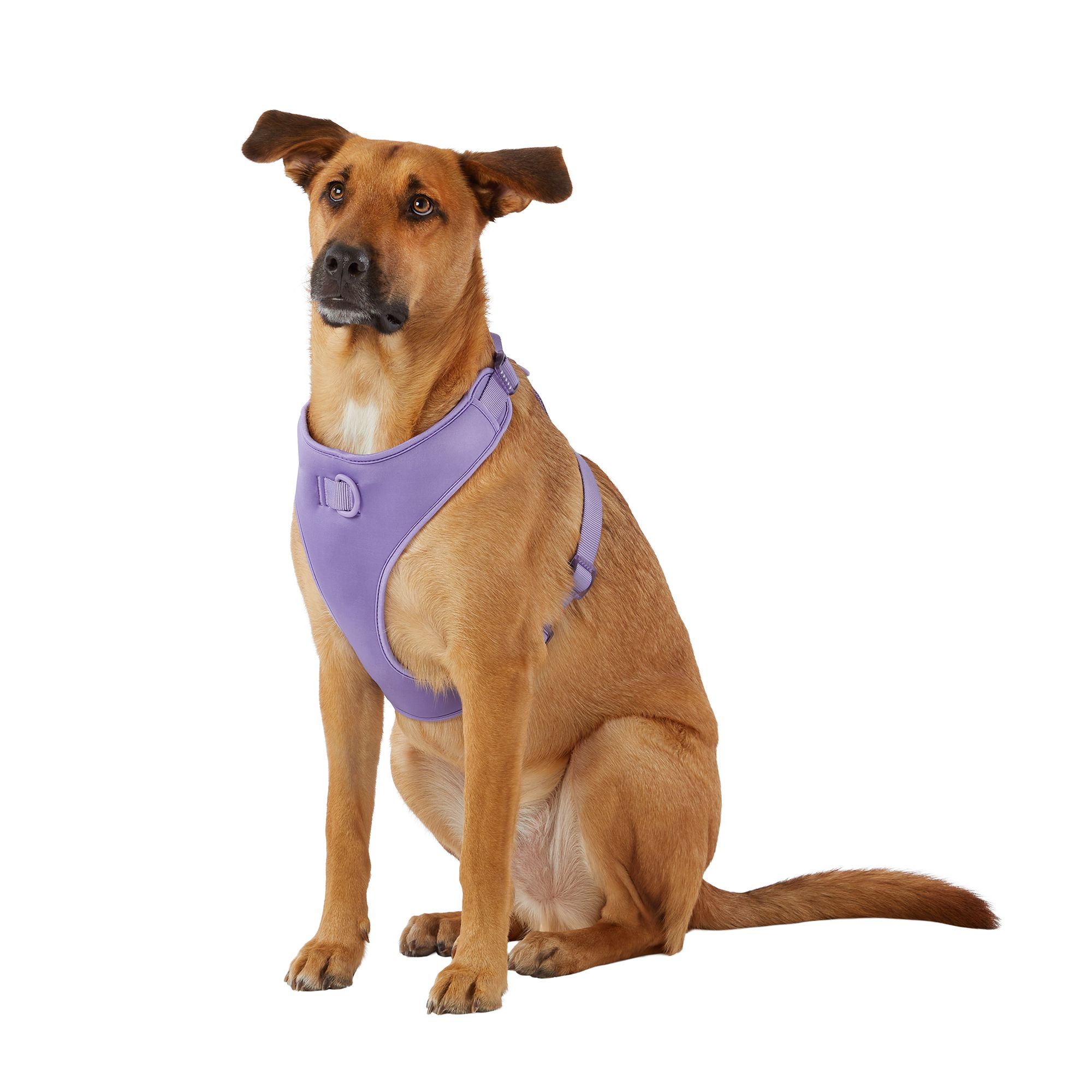 Is It Okay To Leave A Harness On A Dog