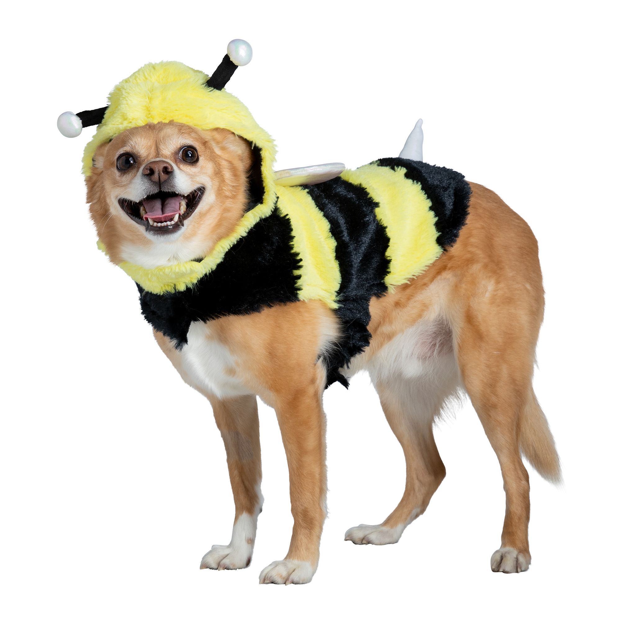Dog Bee Costume seeds.yonsei.ac.kr