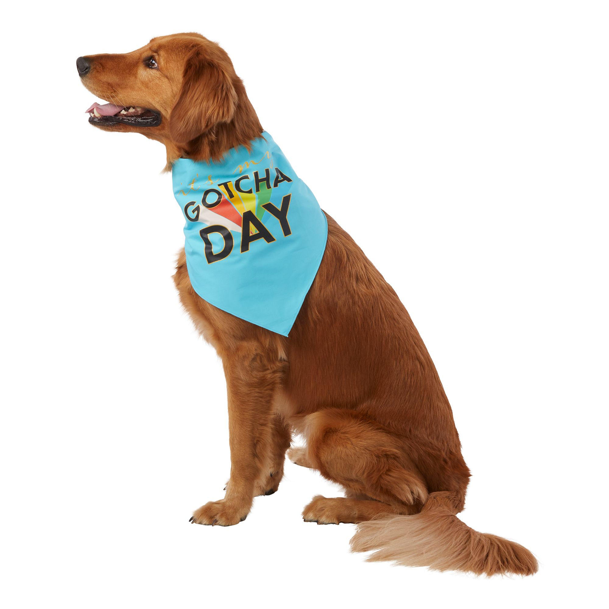 Top Paw® Gotcha Day & Party Animal Reversible Dog Bandana dog