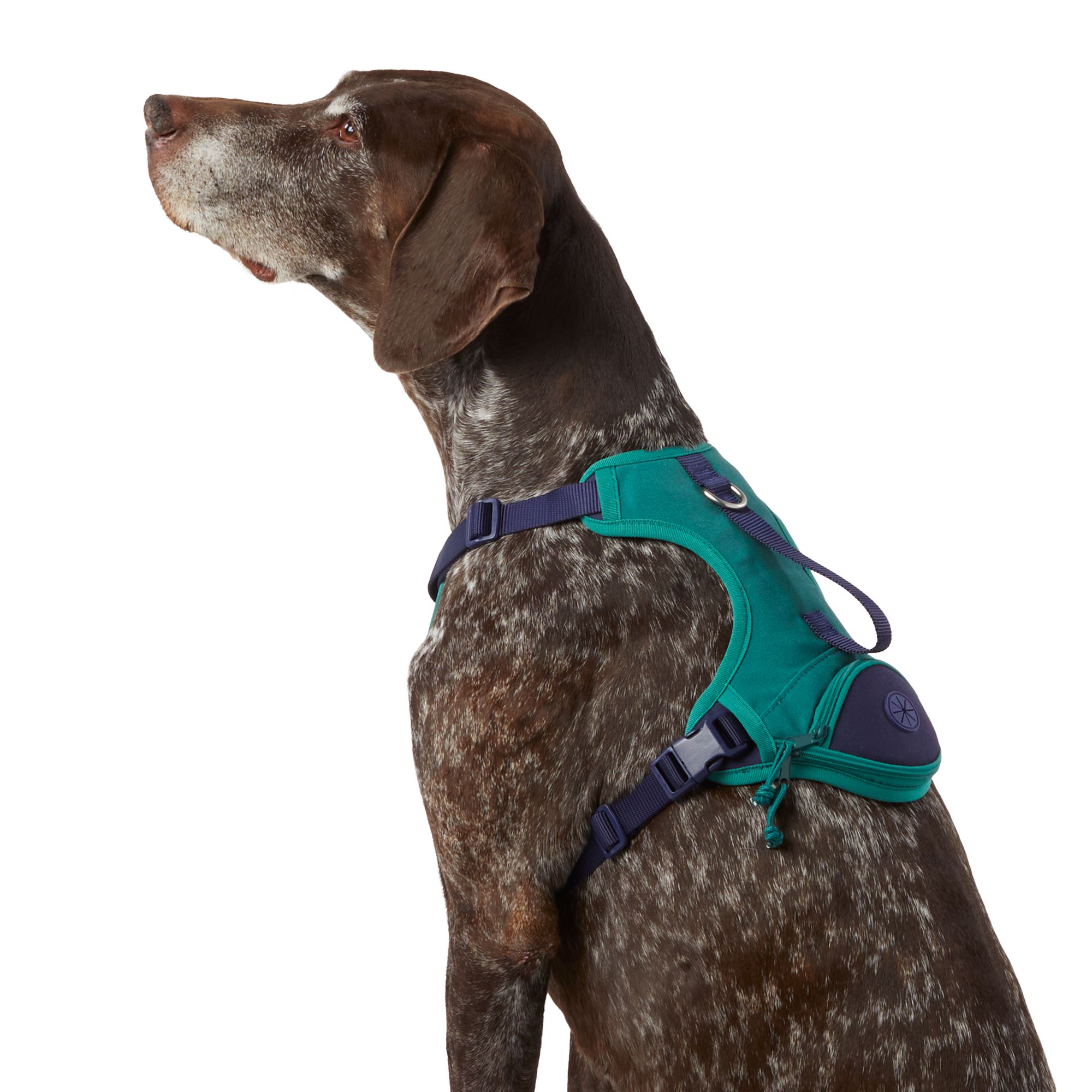 Top Paw® BackToSchool Green & Navy Adjustable Pocket Dog Harness with