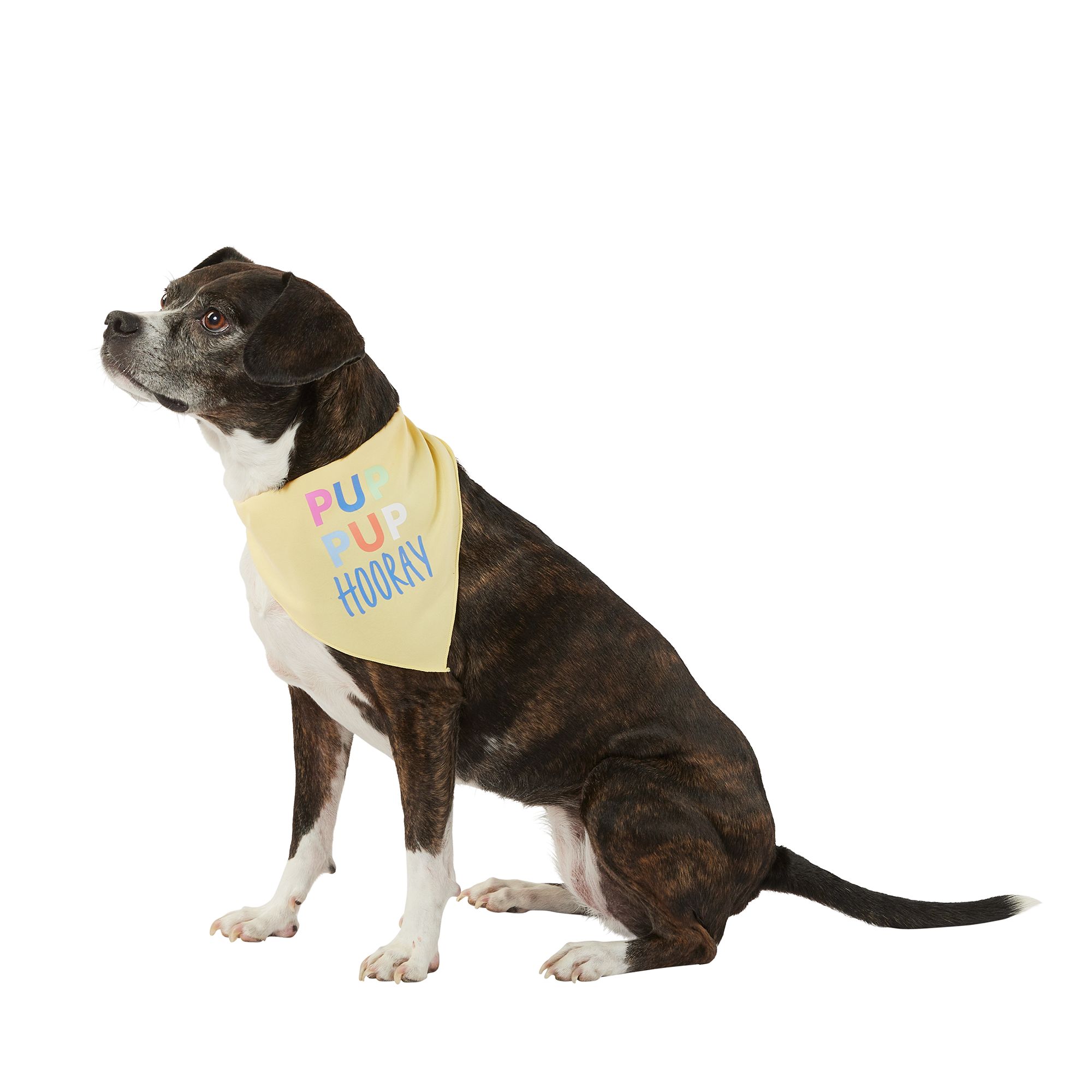 Top Paw® Birthday Dog Bandana dog Bandanas, Bows & Hats PetSmart