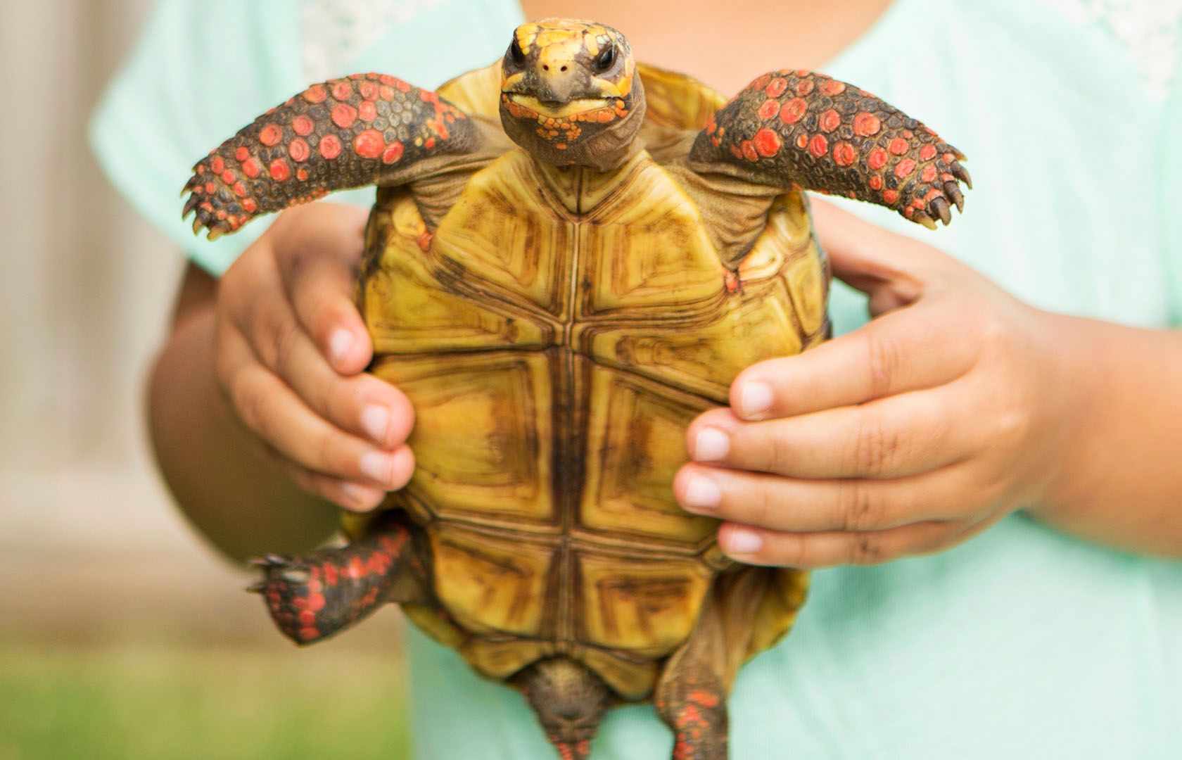 Reptile Supplies Reptile Accessories & Products PetSmart