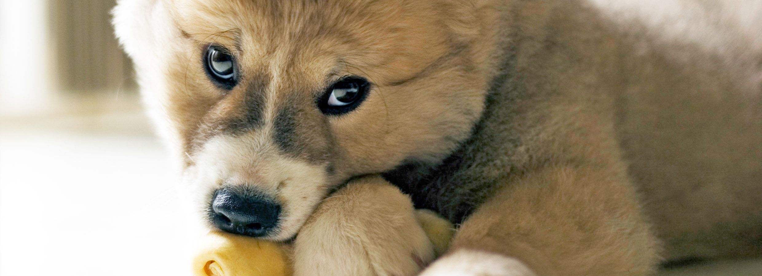 Puppy Teething Tips & Tricks PetSmart