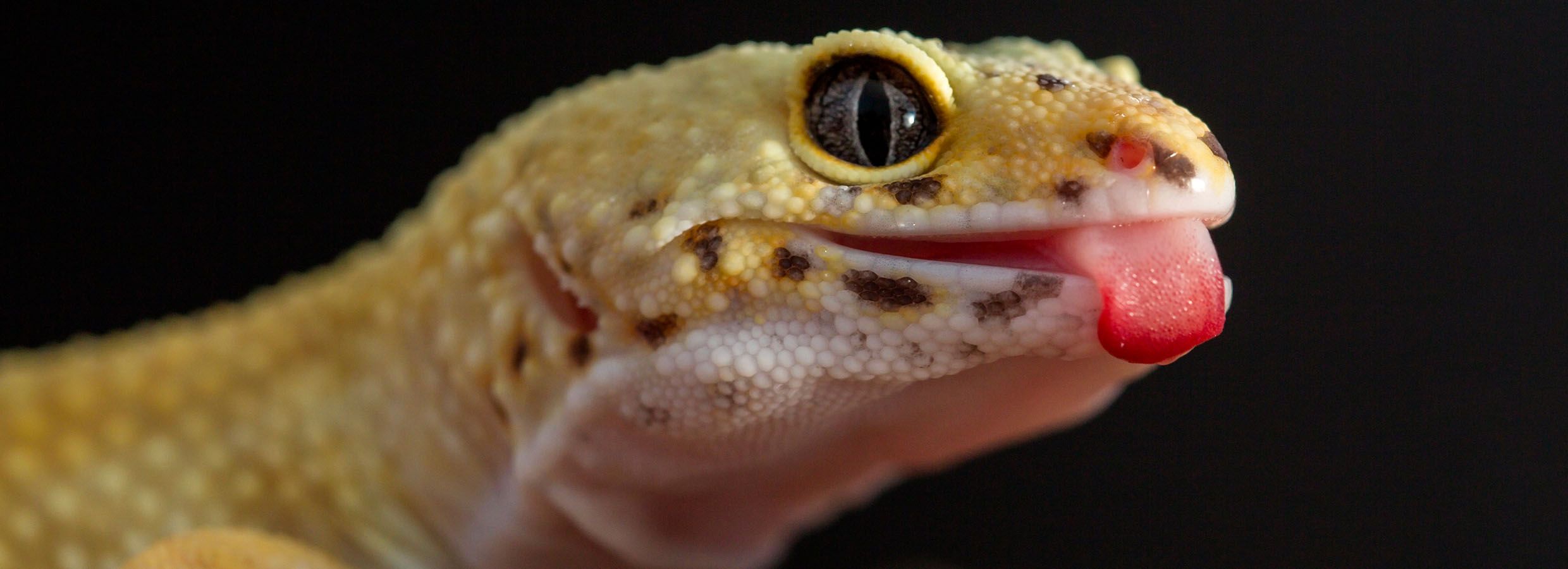 Leopard Gecko Diet & Feeding Guide | PetSmart