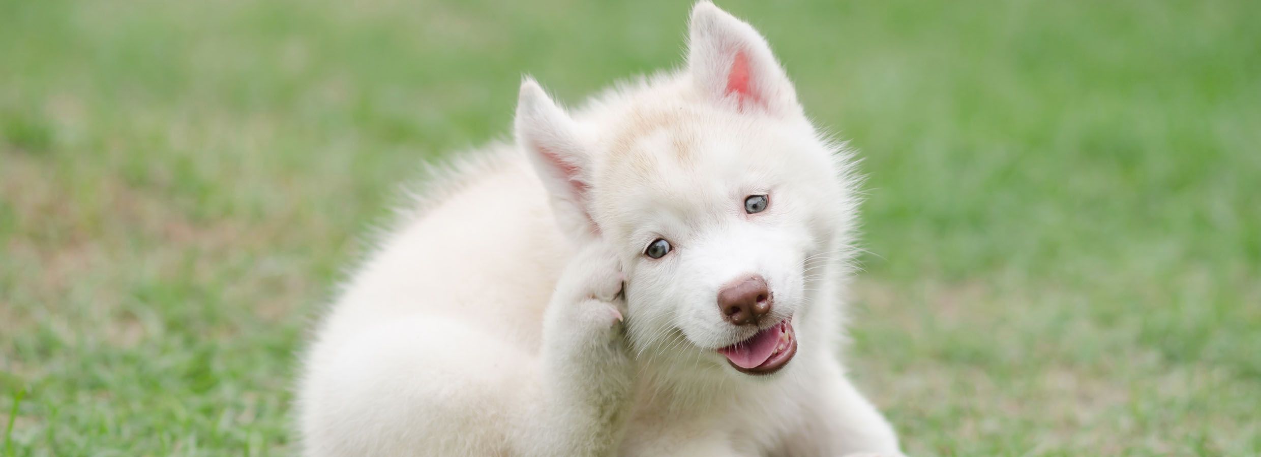 Dog Scratching Ears? Causes Of Itchy Ears | Petsmart