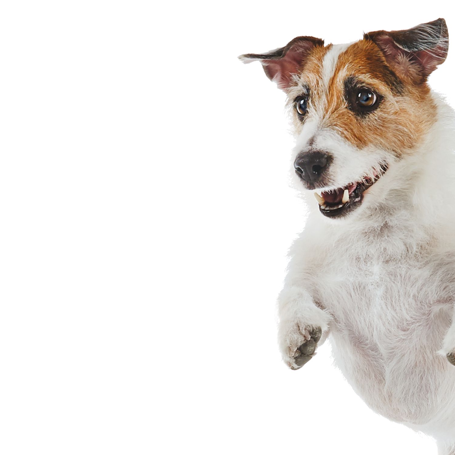 Pet Supplies, Accessories and Products Online PetSmart