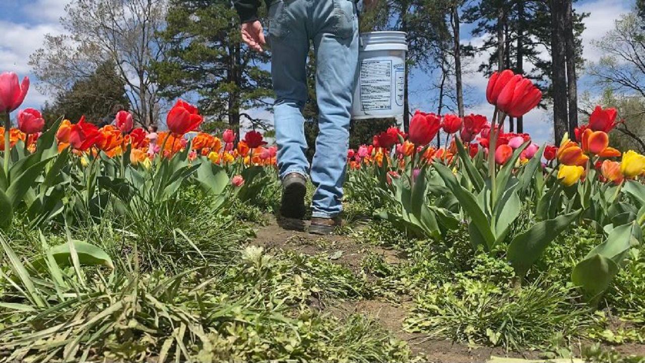 Dewberry Farms Opens Tulip Fields for Spring