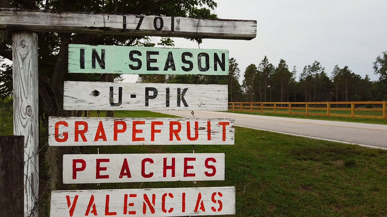 Florida on a Tankful Lake Mills UPick Farm