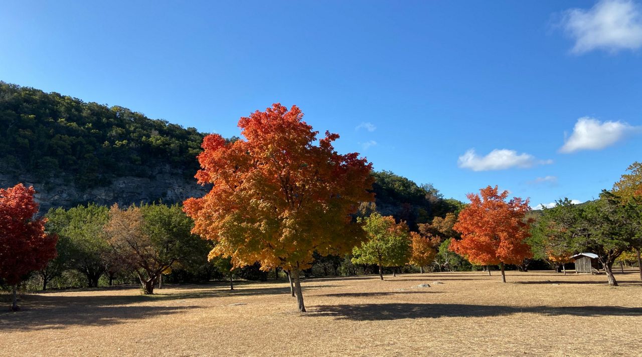 Bigtooth Maple Trees Are Turning Vibrant Red