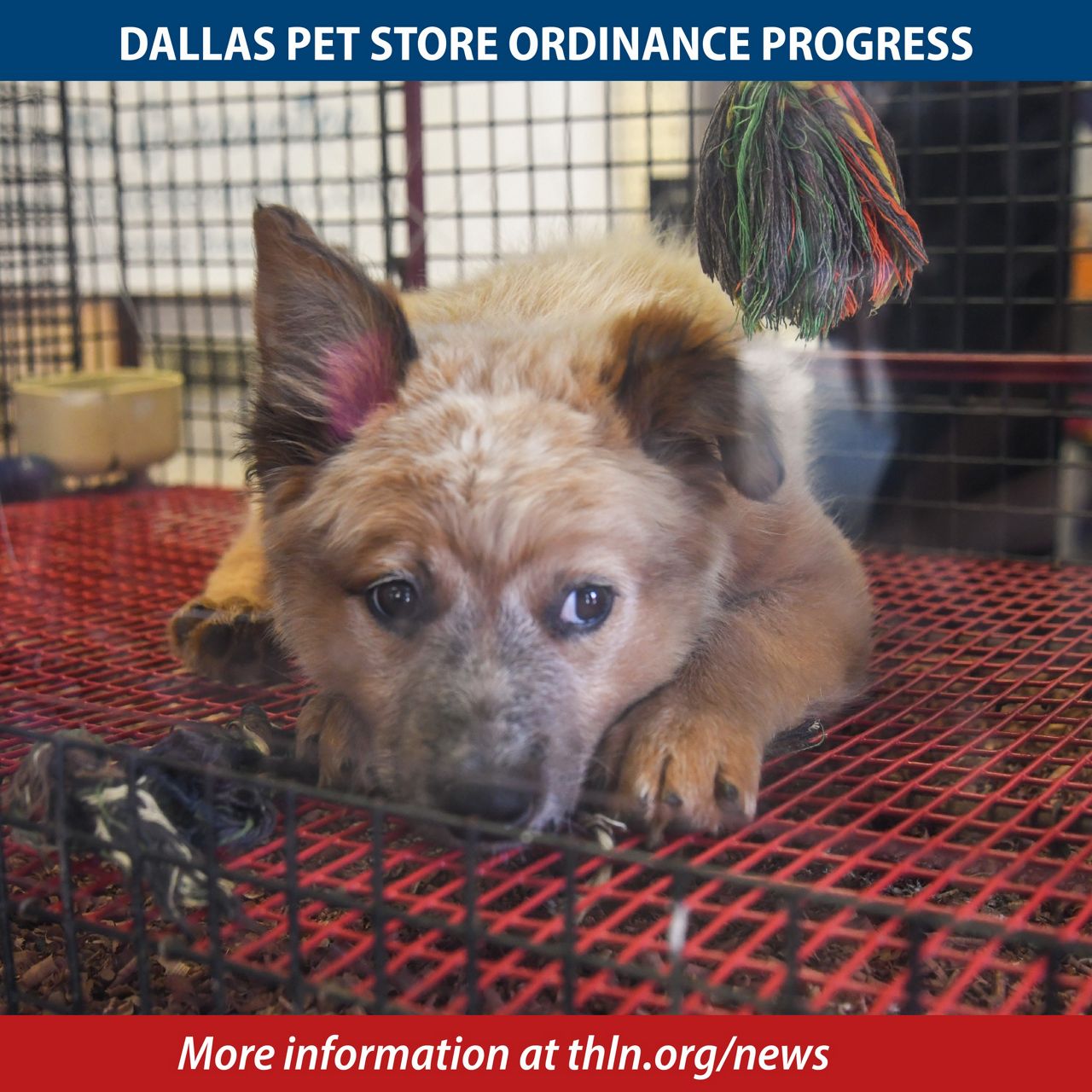 Dallas Humane Pet Store Ordinance