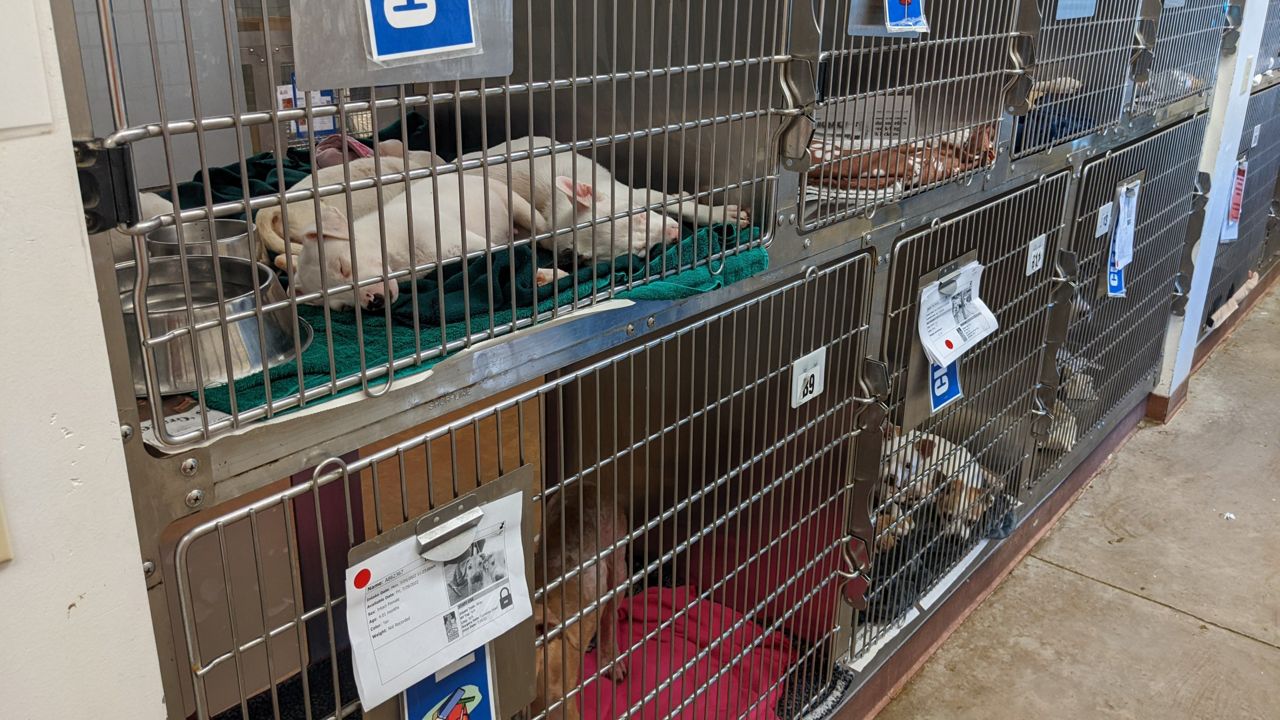 Austin Animal Center takes in more than 40 dogs