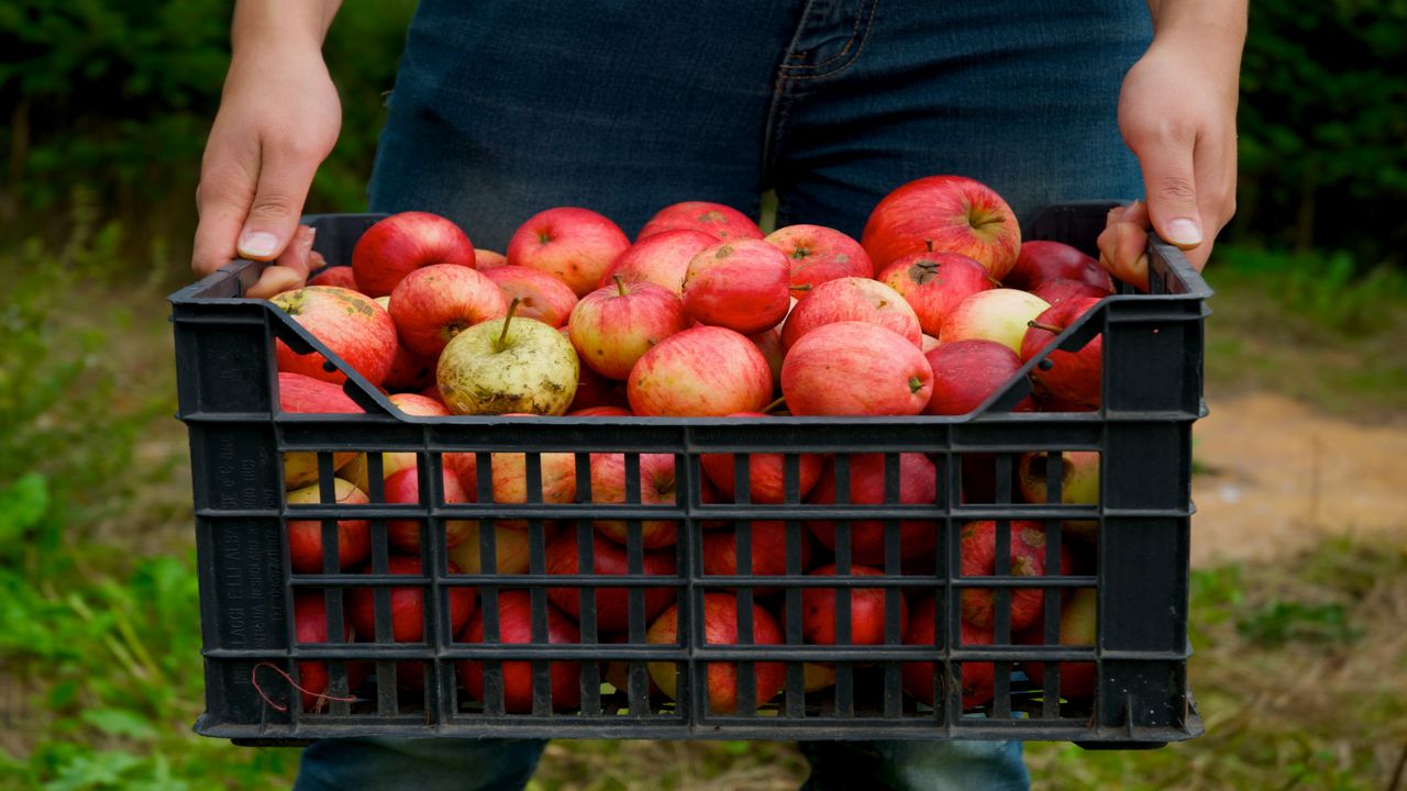 12 spots you can pick apples across Wisconsin this fall