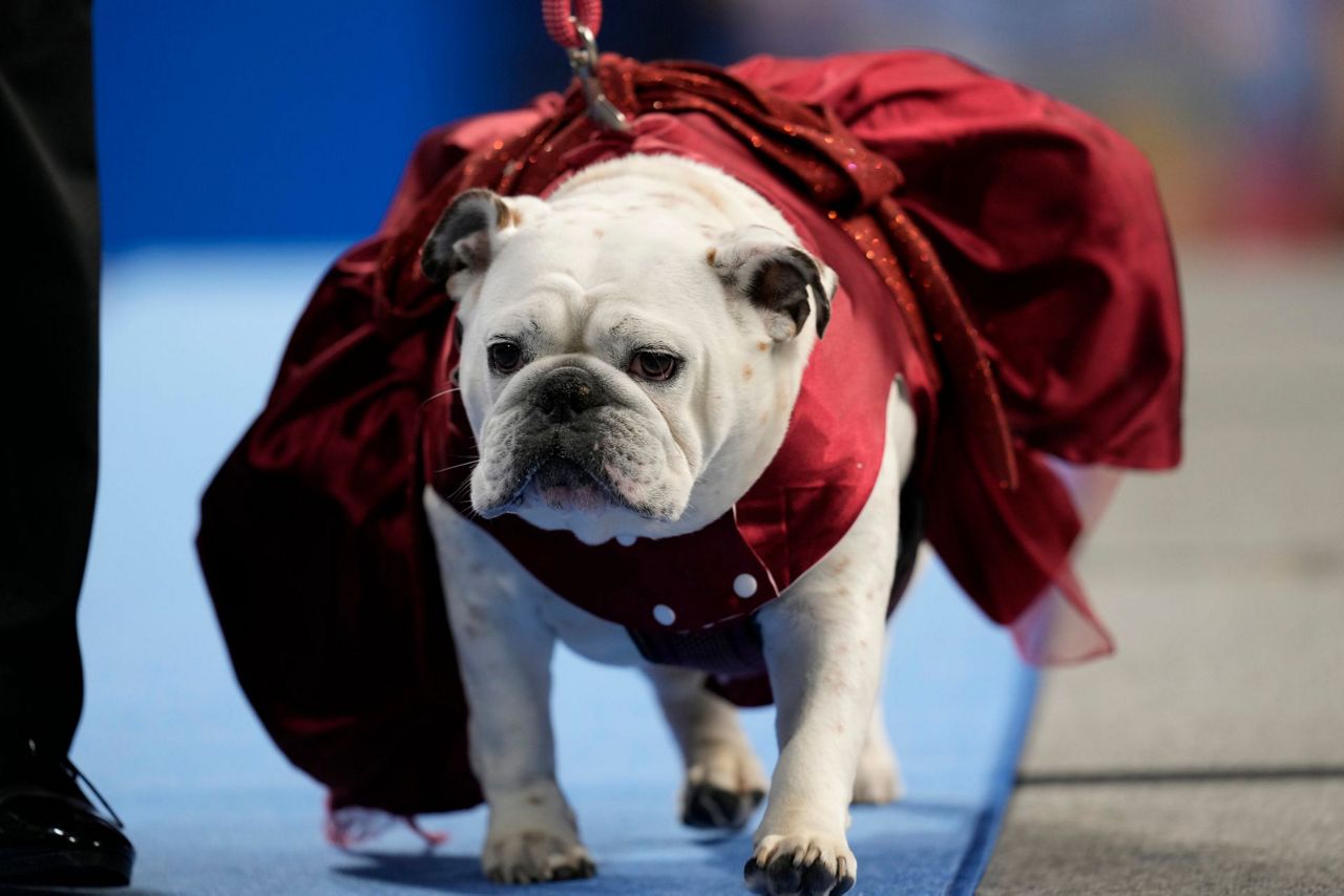 Patch crowned 'beautiful bulldog' at Drake University event