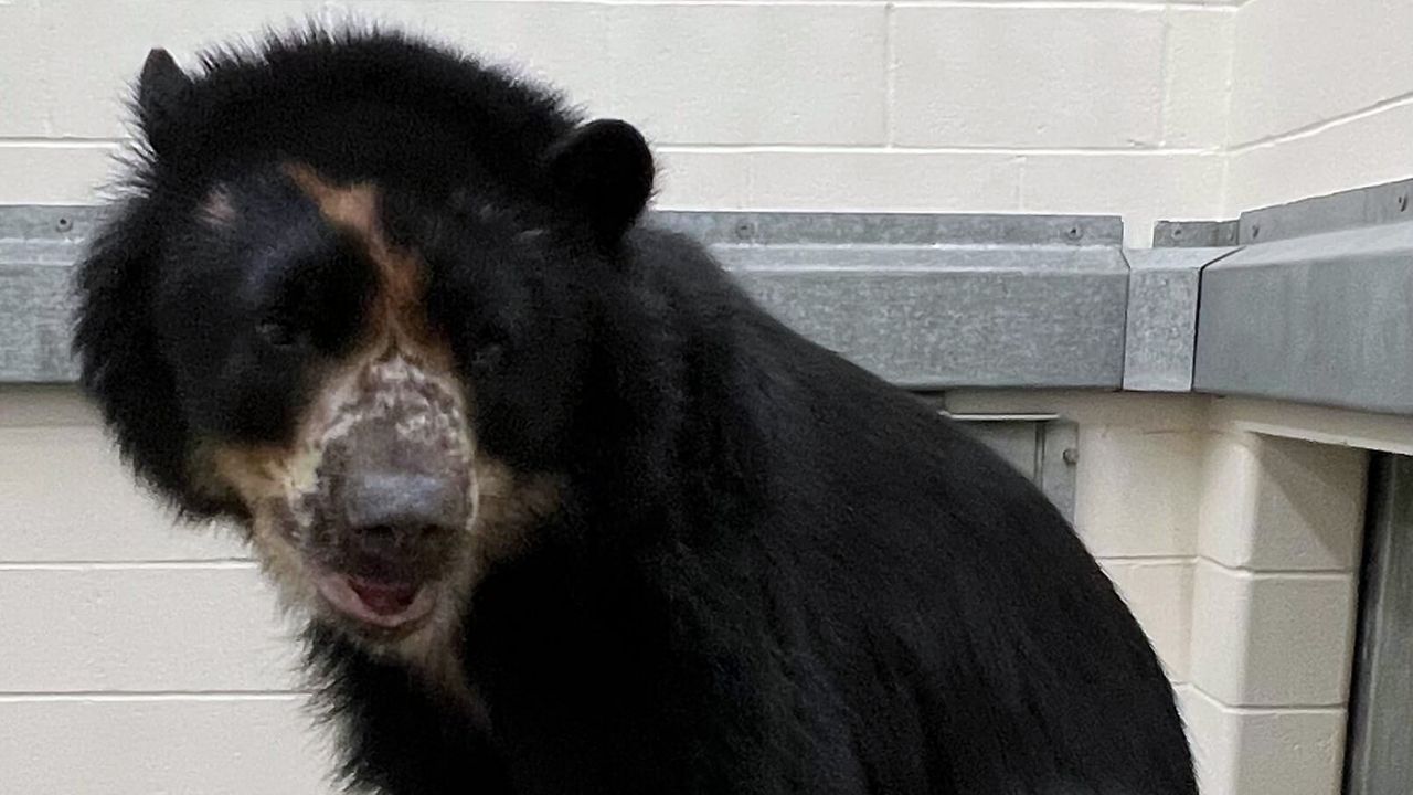 St. Louis Zoo's Andean bear is moving to a new home