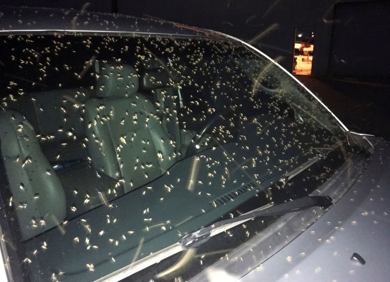 The Swarm Billions of skeeter lookalikes plague New Orleans