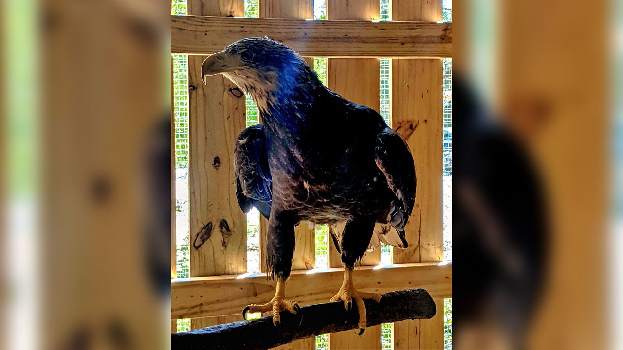 Bolt the bald eagle homes at Moccasin Lake Nature Park