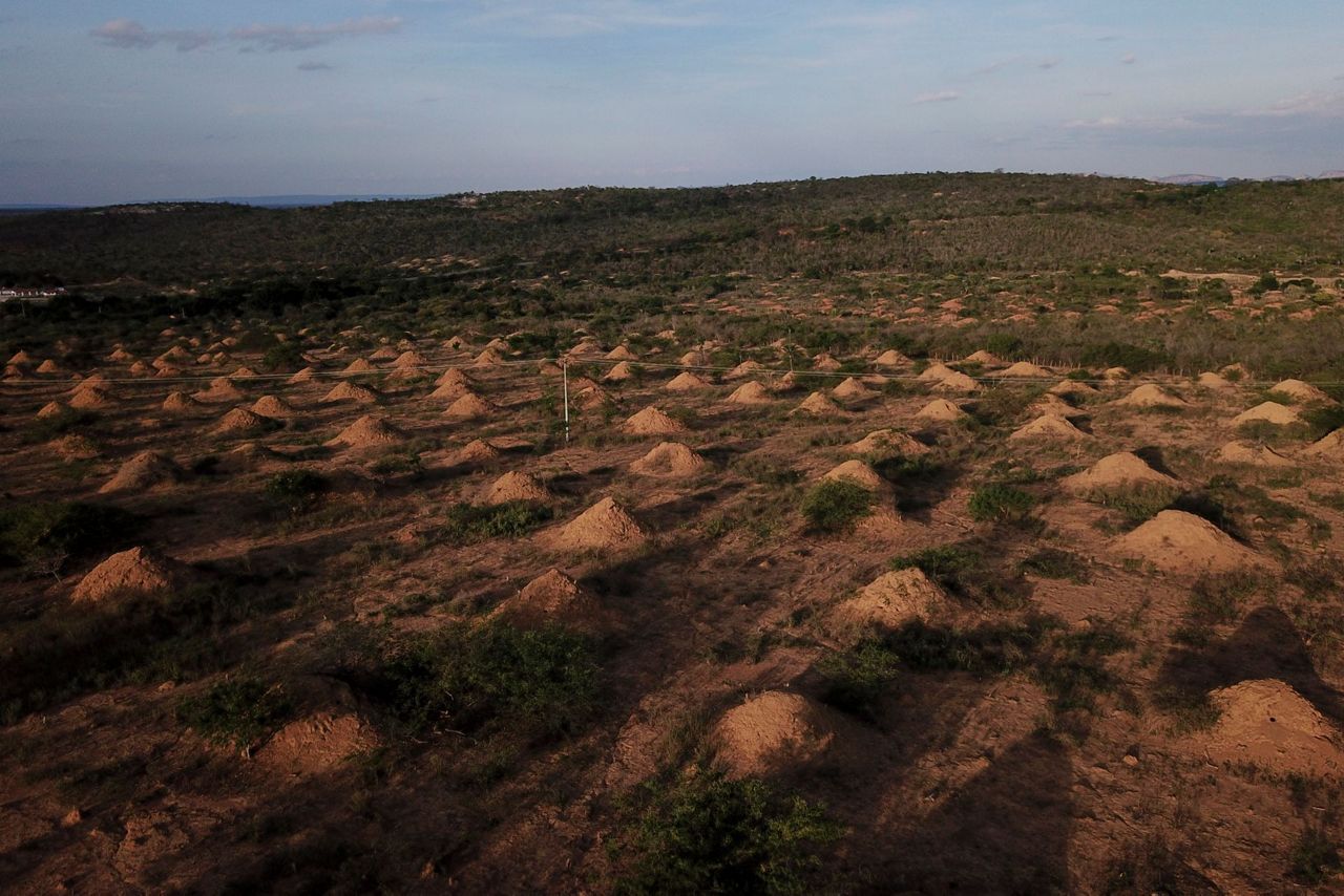In Brazil backlands, termites built millions of dirt mounds