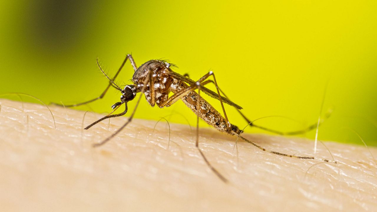 Maine CDC warns about mosquitoborne disease