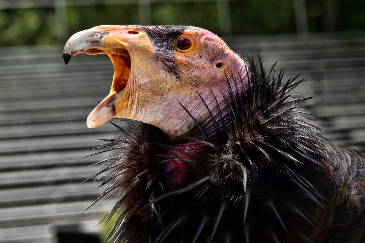 California condors confront bird flu in flight from extinction