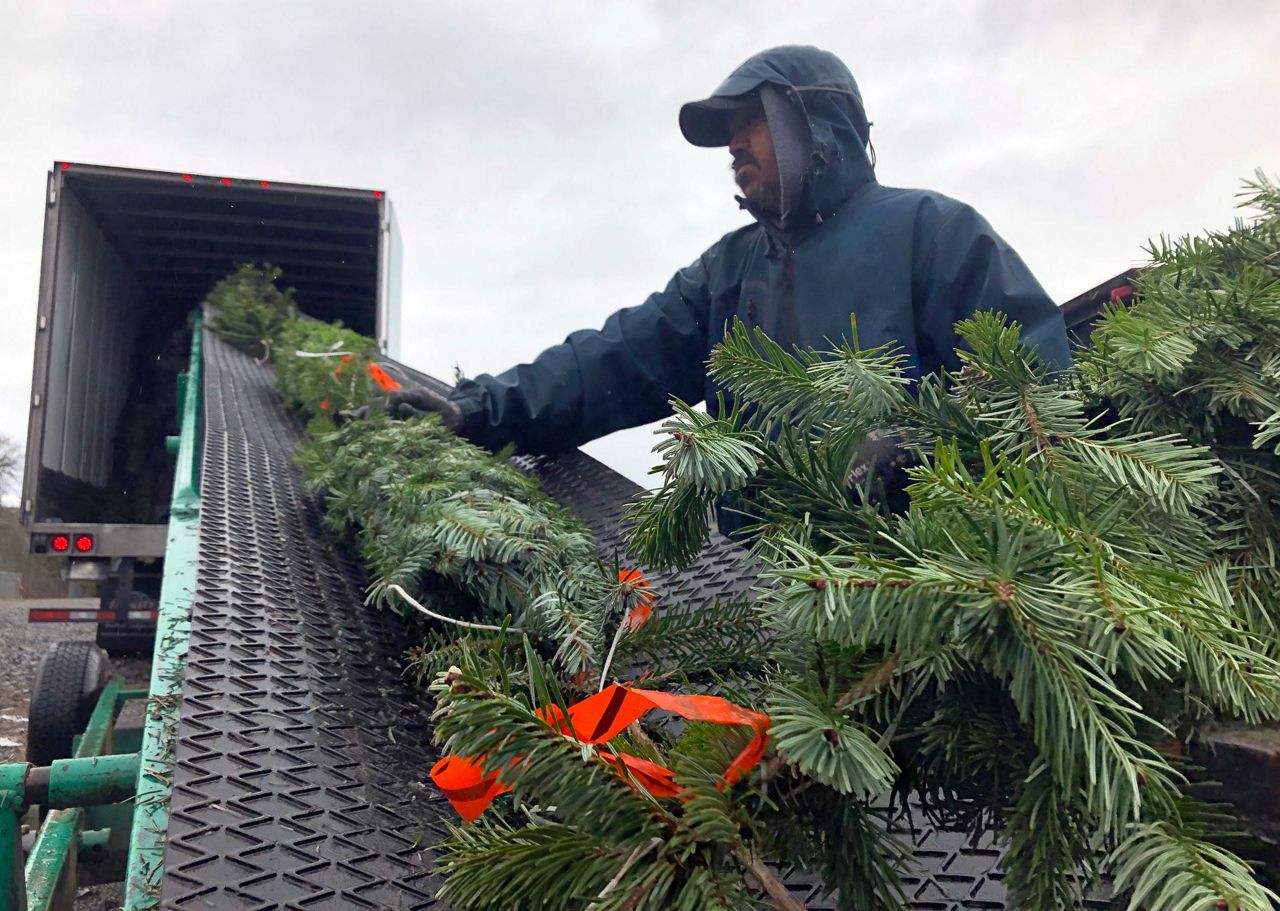 Christmas tree farmers combat popularity of artificial trees