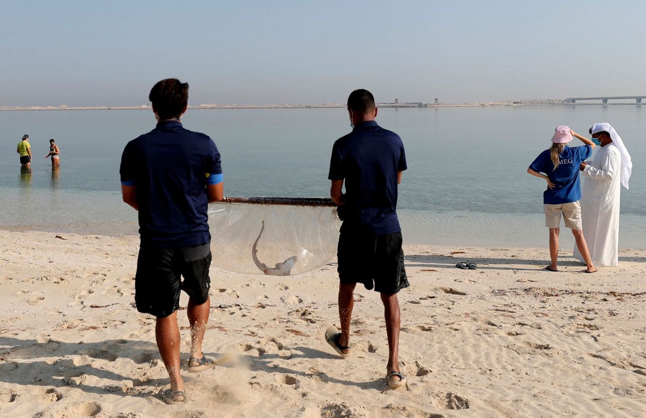 AP PHOTOS Dubaibred baby sharks released into Persian Gulf