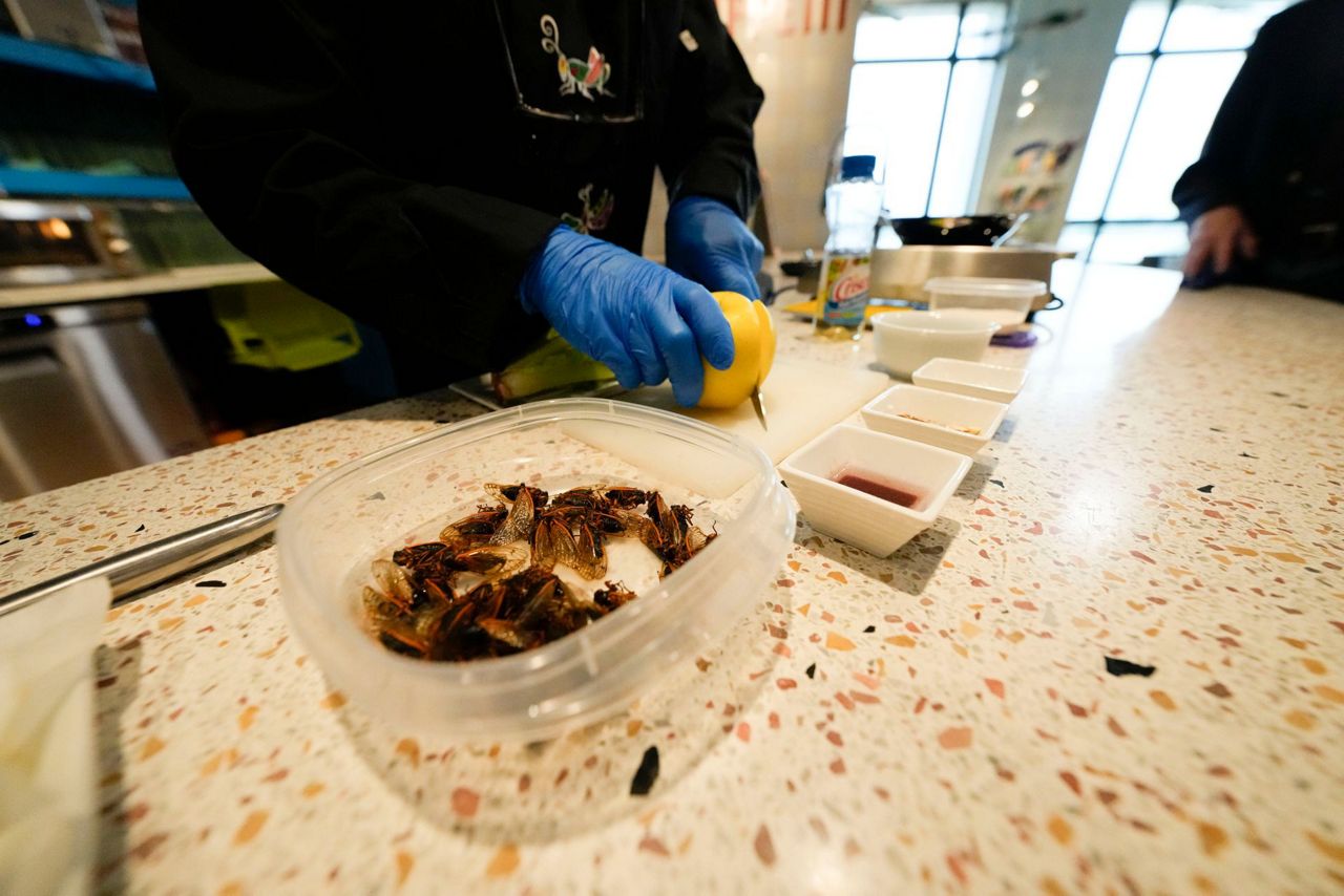 Would you like a cicada salad? The monstrous little noisemakers descend on a New Orleans menu