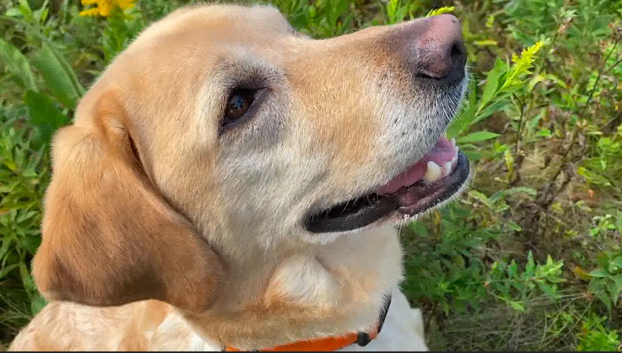 Conservation dogs help researchers locate bumble bee nests