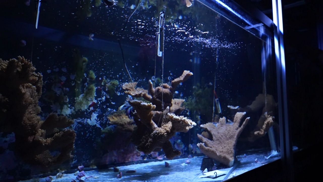 Coral spawning underway at the Florida Aquarium