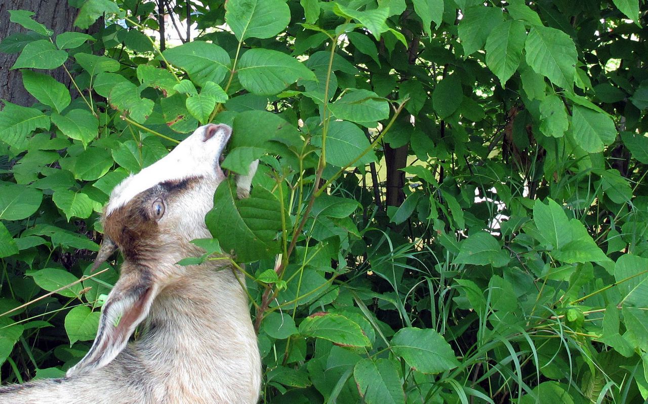 Vermont city employs goats to get rid of poison ivy