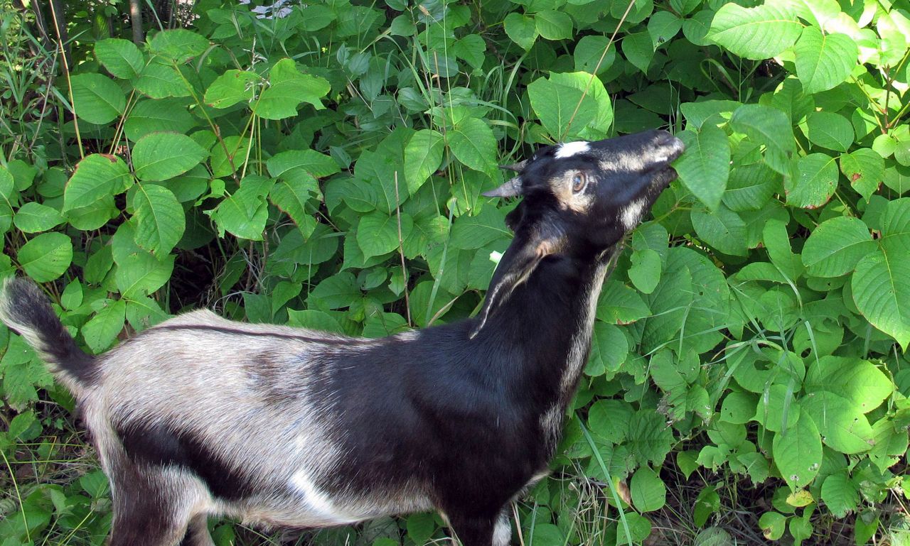Vermont city employs goats to get rid of poison ivy