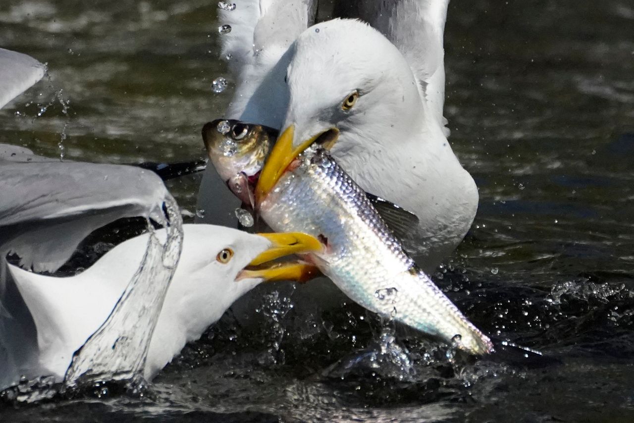 River herring, once eyed for endangered list, grow in counts