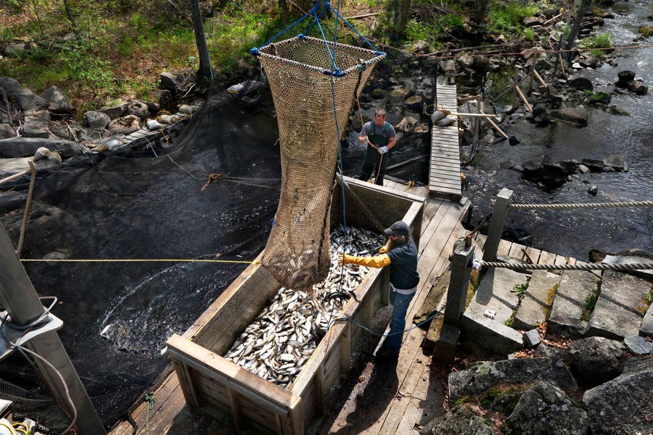 River herring, once eyed for endangered list, grow in counts