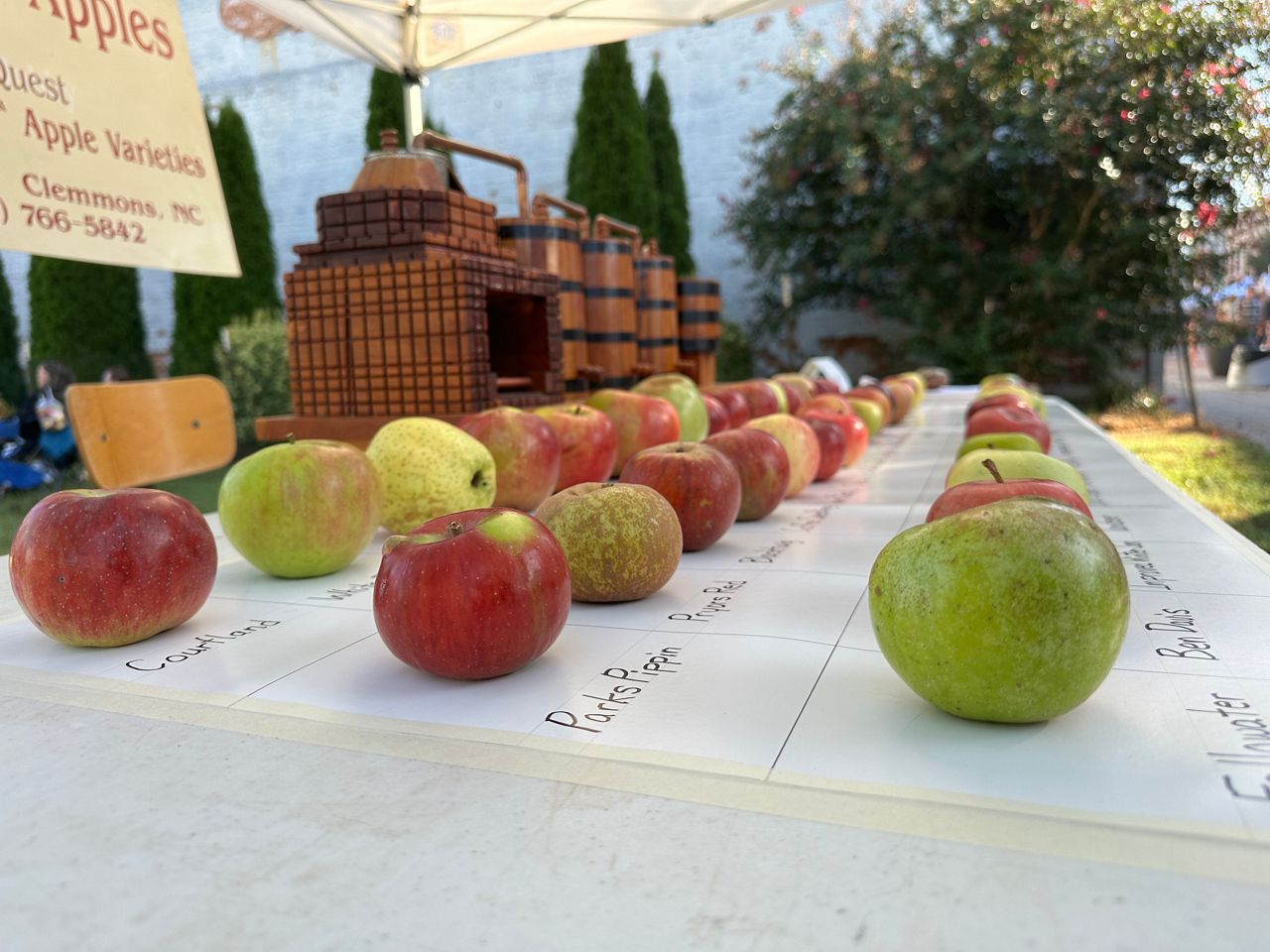 Man finds lost heirloom apples