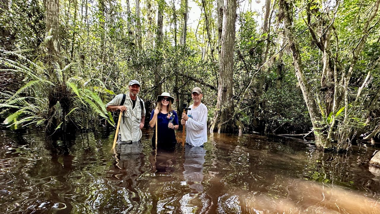 Immerse yourself in nature with the Everglades Swamp Walk