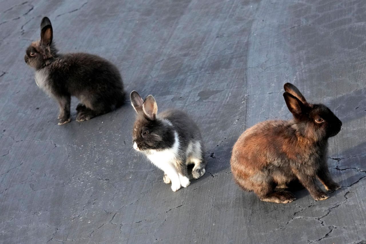 Fuzzy invasion of domestic rabbits has a Florida suburb hopping into a